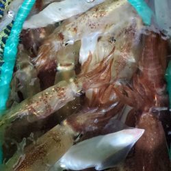 LUSTER『ラスター』 釣果