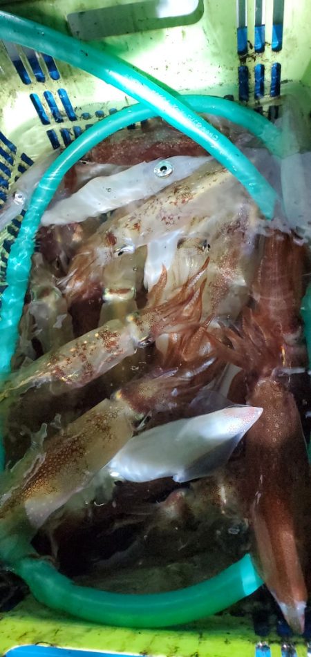 LUSTER『ラスター』 釣果