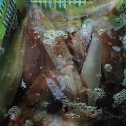 LUSTER『ラスター』 釣果