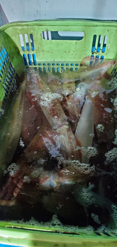 LUSTER『ラスター』 釣果