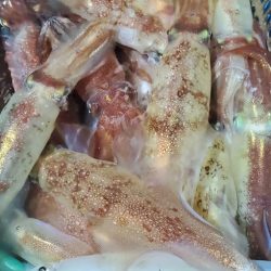 LUSTER『ラスター』 釣果