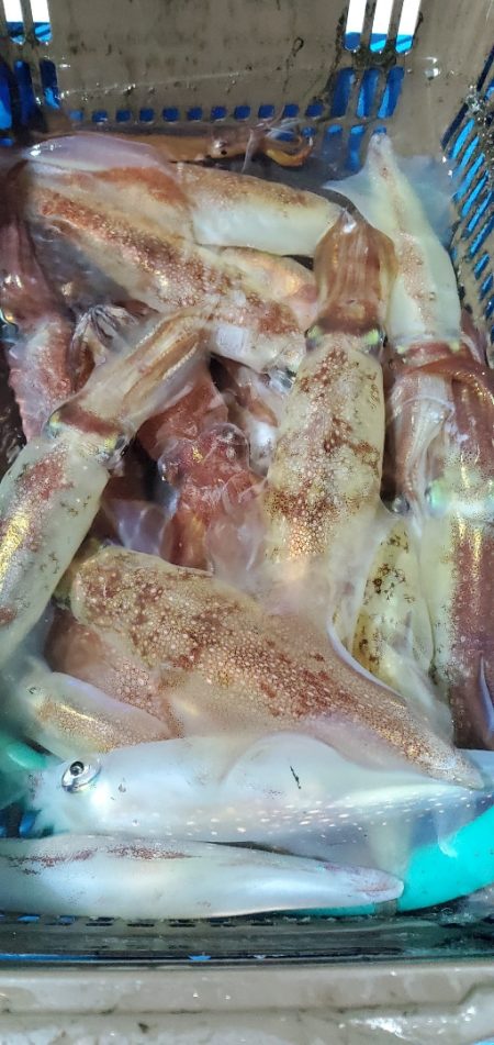 LUSTER『ラスター』 釣果