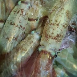 LUSTER『ラスター』 釣果