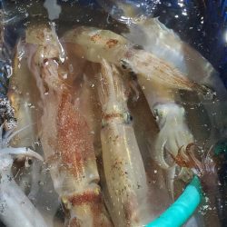 LUSTER『ラスター』 釣果