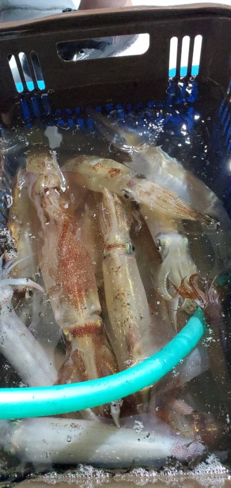 LUSTER『ラスター』 釣果