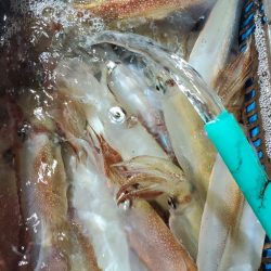 LUSTER『ラスター』 釣果