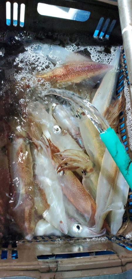 LUSTER『ラスター』 釣果