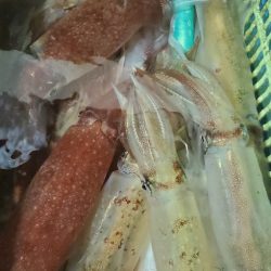 LUSTER『ラスター』 釣果