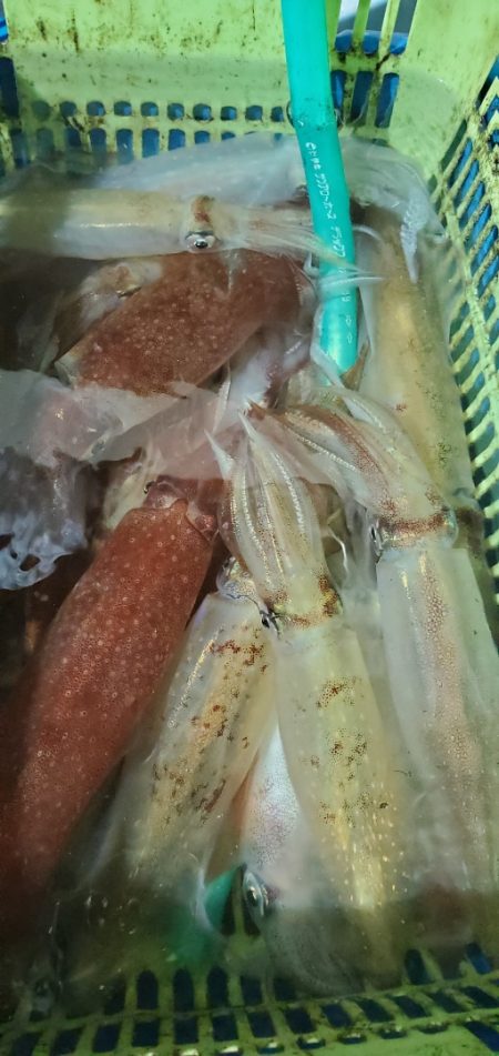 LUSTER『ラスター』 釣果