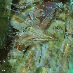 LUSTER『ラスター』 釣果