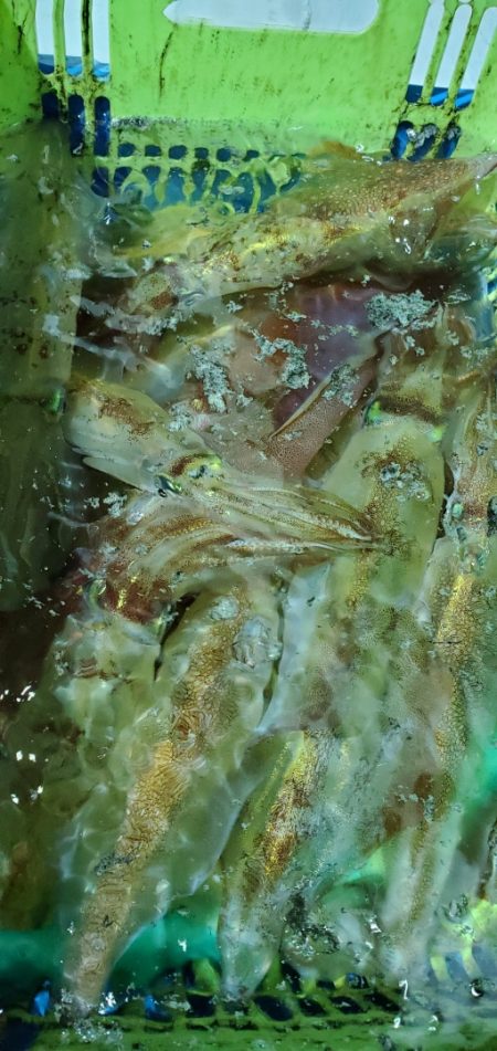 LUSTER『ラスター』 釣果