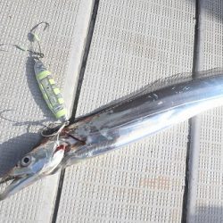 エル・クルーズ 釣果