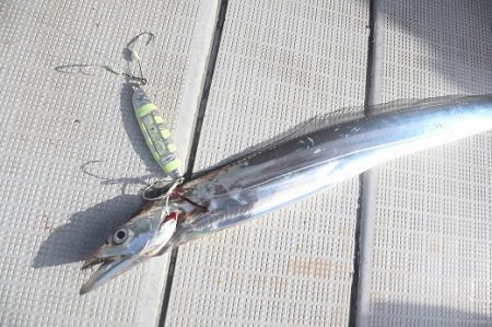 エル・クルーズ 釣果