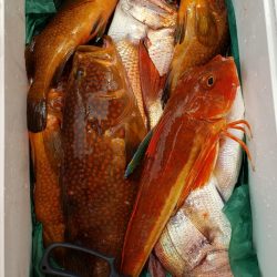 海龍丸(石川) 釣果