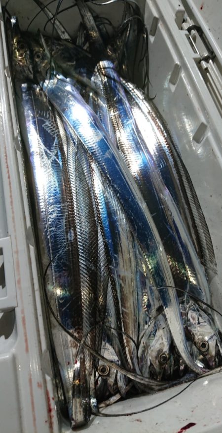 シースナイパー海龍 釣果