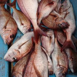 シースナイパー海龍 釣果