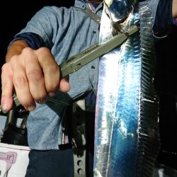 シースナイパー海龍 釣果