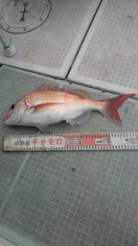 チャモロ 釣果