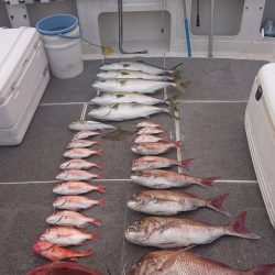 ARCADIAⅡ (アルカディアⅡ) 釣果