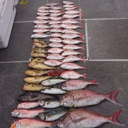 ARCADIAⅡ (アルカディアⅡ) 釣果