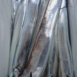 シースナイパー海龍 釣果