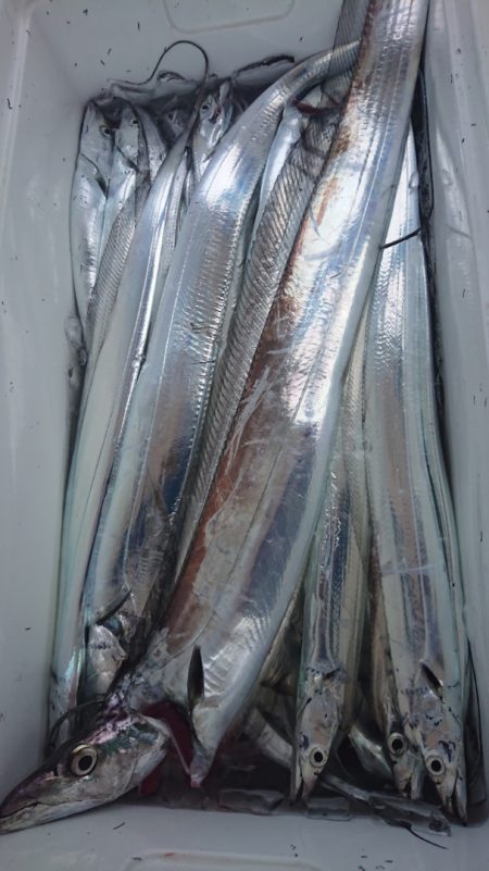 シースナイパー海龍 釣果