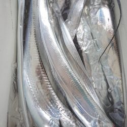 シースナイパー海龍 釣果