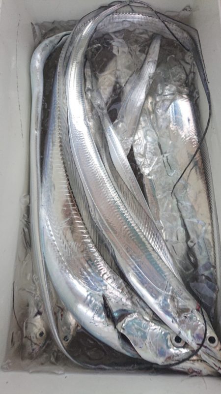 シースナイパー海龍 釣果