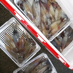 第二龍勢丸 釣果