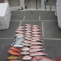 ARCADIAⅡ (アルカディアⅡ) 釣果