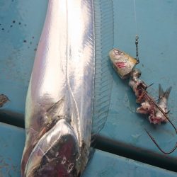 シースナイパー海龍 釣果