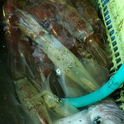 LUSTER『ラスター』 釣果