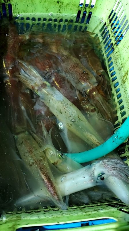 LUSTER『ラスター』 釣果