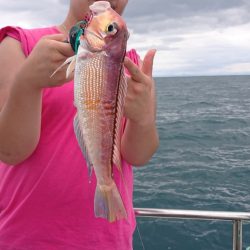 ARCADIAⅡ （アルカディアⅡ） 釣果