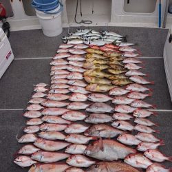 ARCADIAⅡ （アルカディアⅡ） 釣果