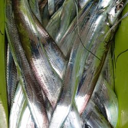 シースナイパー海龍 釣果