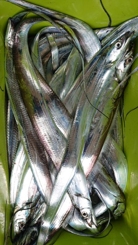 シースナイパー海龍 釣果