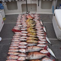 ARCADIAⅡ (アルカディアⅡ) 釣果