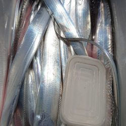 金沢八景鴨下丸 釣果