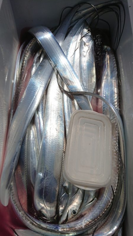 金沢八景鴨下丸 釣果