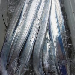 シースナイパー海龍 釣果