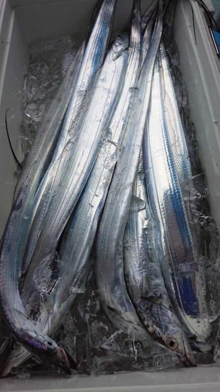 シースナイパー海龍 釣果