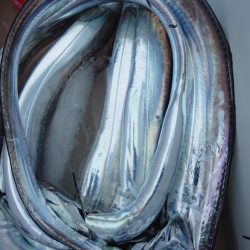 シースナイパー海龍 釣果