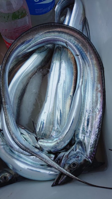 シースナイパー海龍 釣果