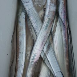 シースナイパー海龍 釣果