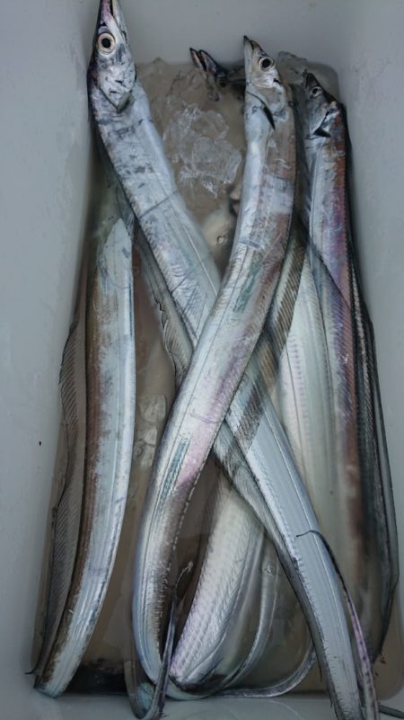 シースナイパー海龍 釣果