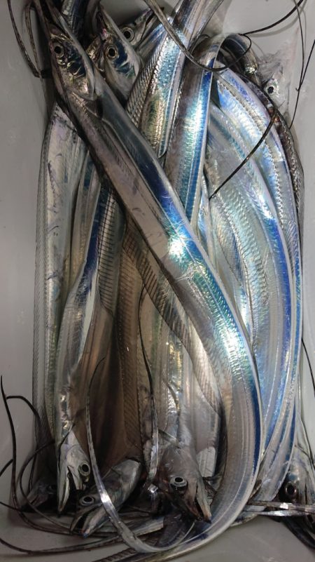 シースナイパー海龍 釣果