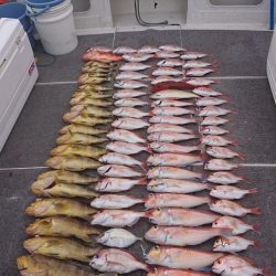 ARCADIAⅡ (アルカディアⅡ) 釣果