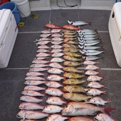 ARCADIAⅡ (アルカディアⅡ) 釣果