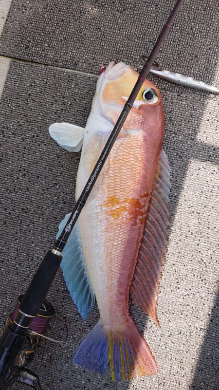 ARCADIAⅡ (アルカディアⅡ) 釣果